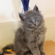 Altair, 7 weeks