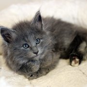 Altair, 7 weeks