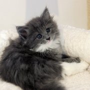 Ashby, 7 weeks