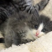 Atys, 7 weeks