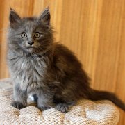 Altair, 9 weeks