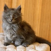 Altair, 9 weeks