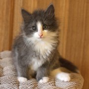 Atys, 9 weeks