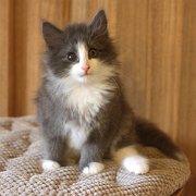 Atys, 9 weeks