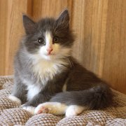 Atys, 9 weeks