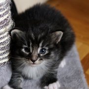Alabama Monroe, 3 weeks