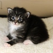 Alabama Monroe, 3 weeks