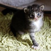 Anatol, 3 weeks