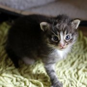 Anatol, 3 weeks