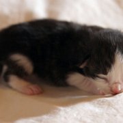 Alvaro, 4 days