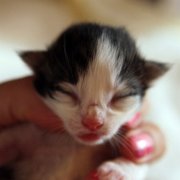 Alvaro, 4 days