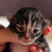 Amina, 4 days