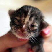 Amina, 4 days