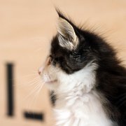 Alvaro, 7 weeks
