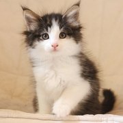 Alvaro, 7 weeks