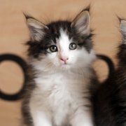 Alvaro, 7 weeks