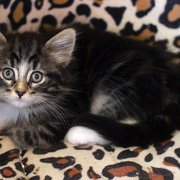 Amina, 7 weeks