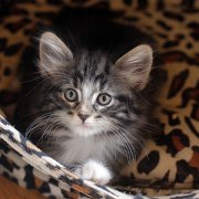 Amina, 7 weeks