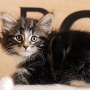 Amina, 7 weeks