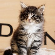 Anatol, 7 weeks