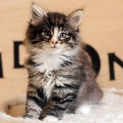 Anatol, 7 weeks