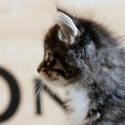 Anatol, 7 weeks