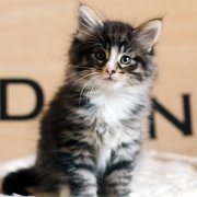 Anatol, 7 weeks