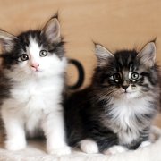 The litter, 7 weeks