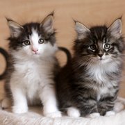 The litter, 7 weeks