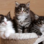 The litter, 7 weeks