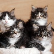 The litter, 7 weeks