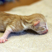 Boggart Humphrey, 3 days