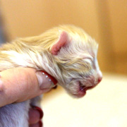 Boggart Humphrey, 3 days