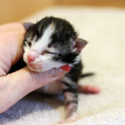 Betty Boop, 3 days