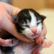 Betty Boop, 3 days