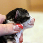 Betty Boop, 3 days