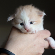 Barrow Clyde, 3 weeks