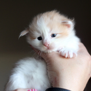 Barrow Clyde, 3 weeks