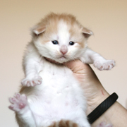 Barrow Clyde, 3 weeks