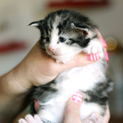 Betty Boop, 3 weeks