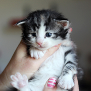 Betty Boop, 3 weeks
