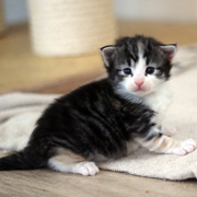 Betty Boop, 3 weeks