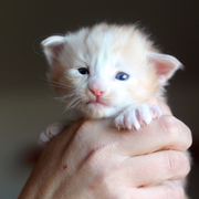 Boggart Humphrey, 3 weeks