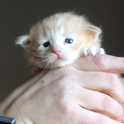 Butler Rhett, 3 weeks