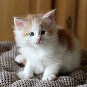 Barrow Clyde, 6 weeks