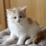 Barrow Clyde, 6 weeks