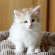 Barrow Clyde, 6 weeks