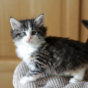 Betty Boop, 6 weeks