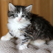 Betty Boop, 6 weeks