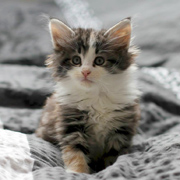 Betty Boop, 6 weeks